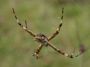 Day02 - 15 * Spider